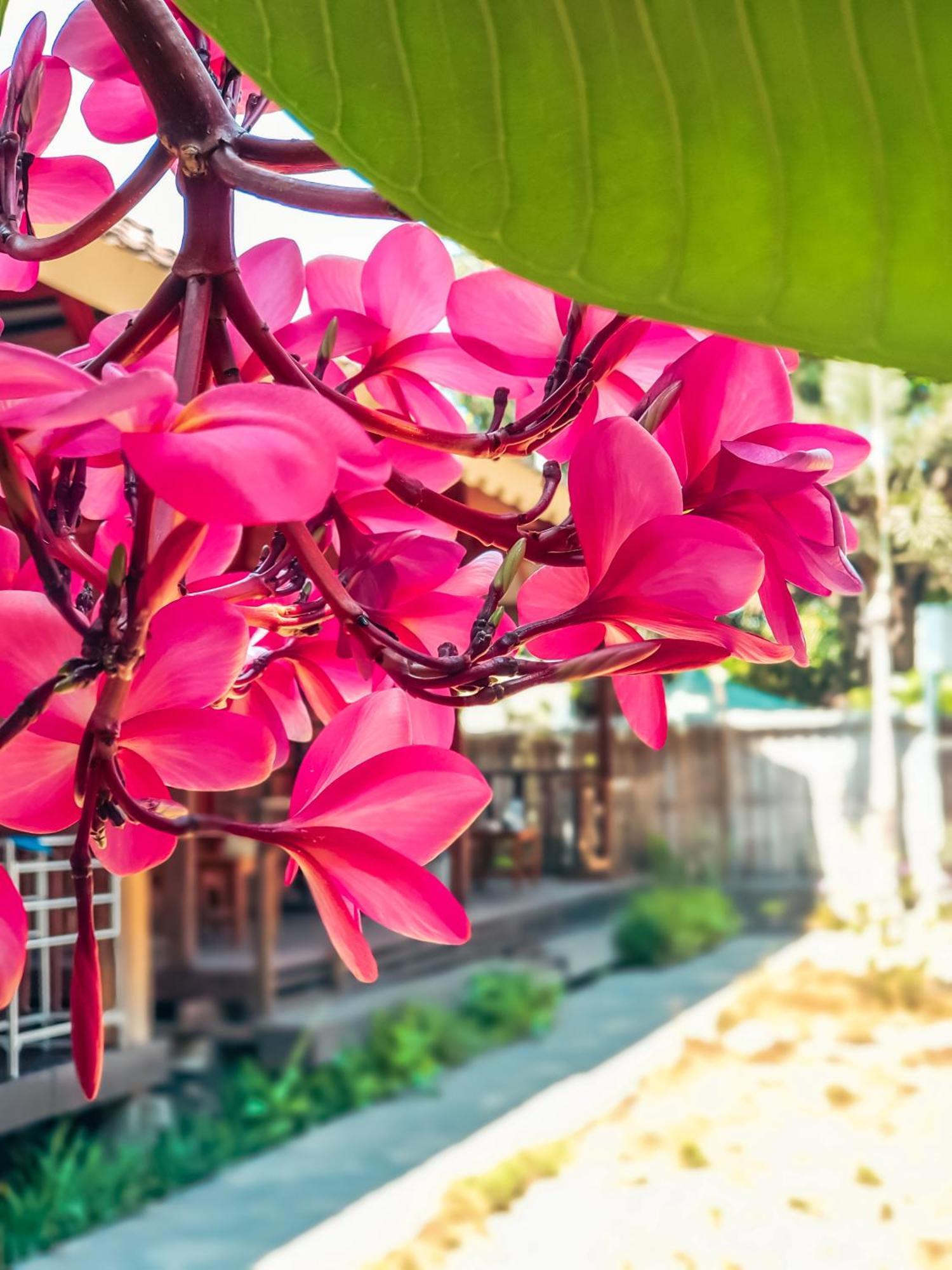 Leaf Coco Bungalow Gili Air Exteriör bild